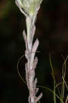 Bighead pygmycudweed